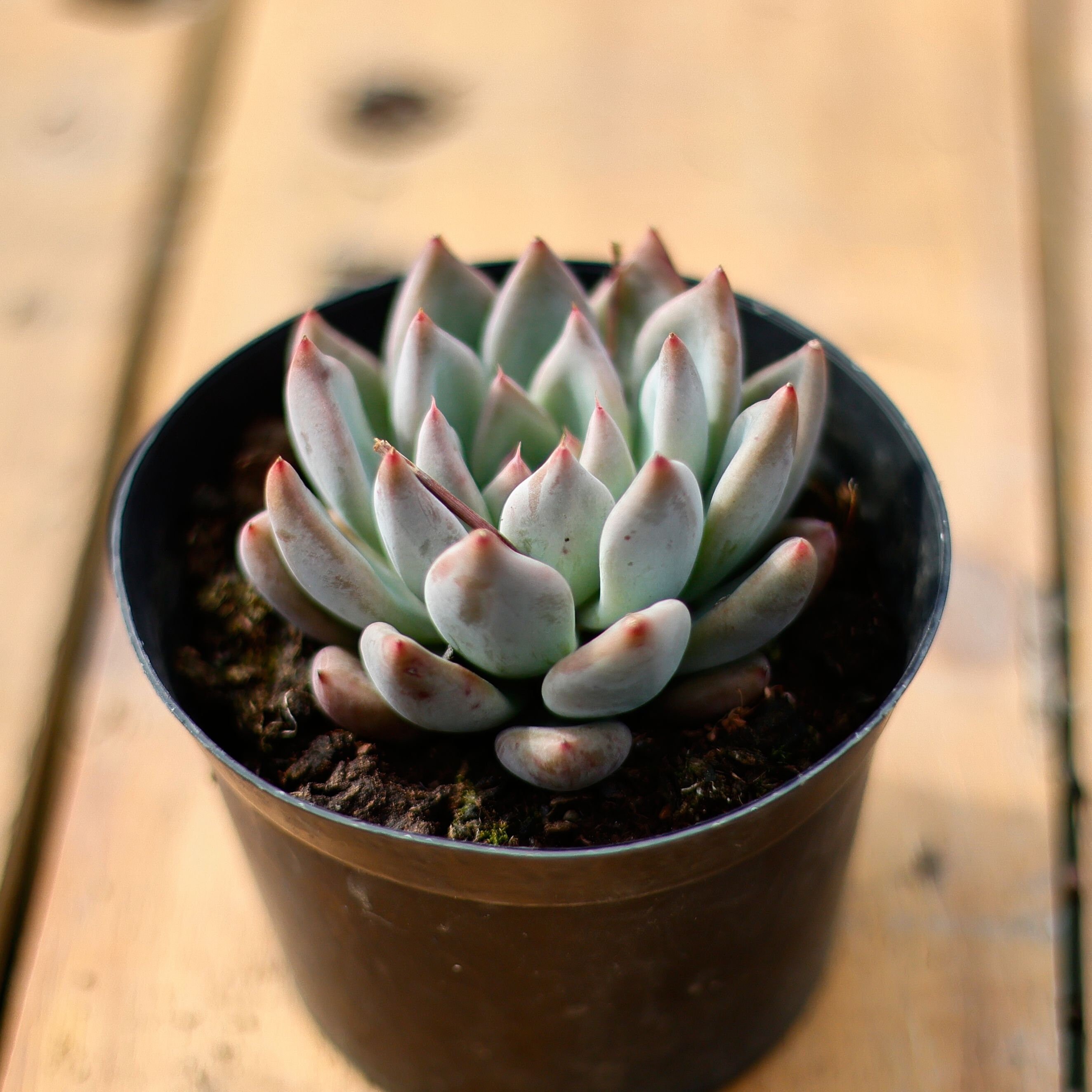 エケベリア ウェディング リング、多肉植物、多肉植物ギフト - Etsy 日本
