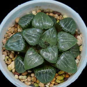 ハオルチア コレクタ エレガンス、多肉植物、多肉植物ギフト