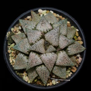 Haworthia Picta Moonlight Goddess Variegated, Roślina sukulentna, Prezenty sukulentowe
