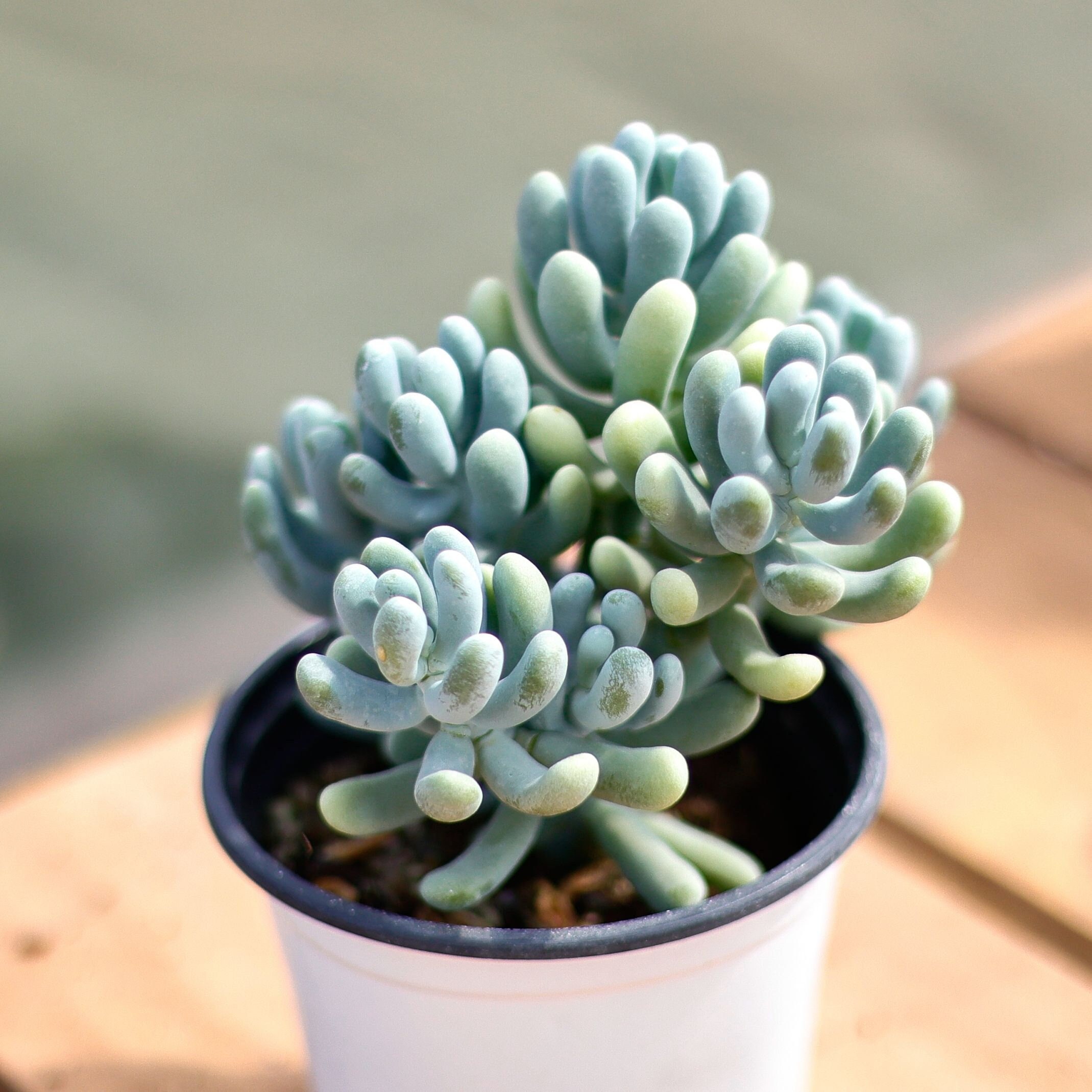 Pachyphytum Werdermannii,succulent Plant,succulent Gifts - Etsy