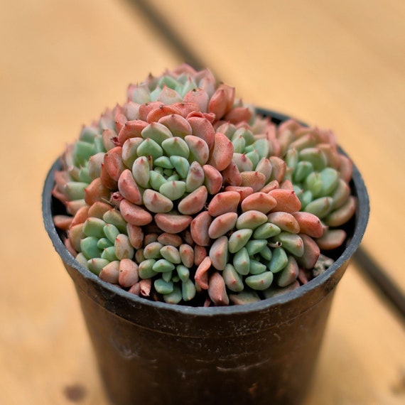 エケベリア キュートバブル、多肉植物、多肉植物ギフト - Etsy 日本