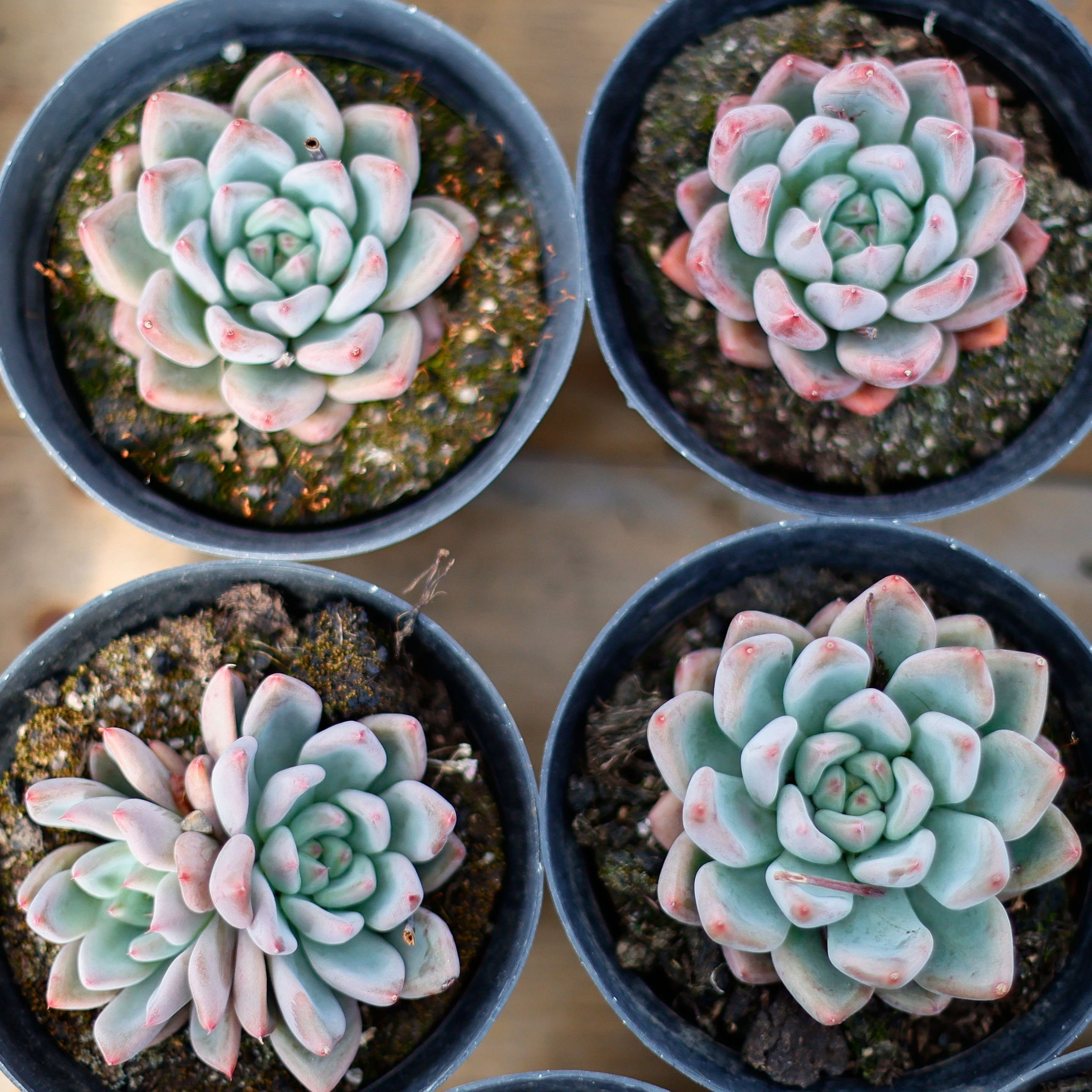 エケベリア ウェディング リング、多肉植物、多肉植物ギフト - Etsy 日本