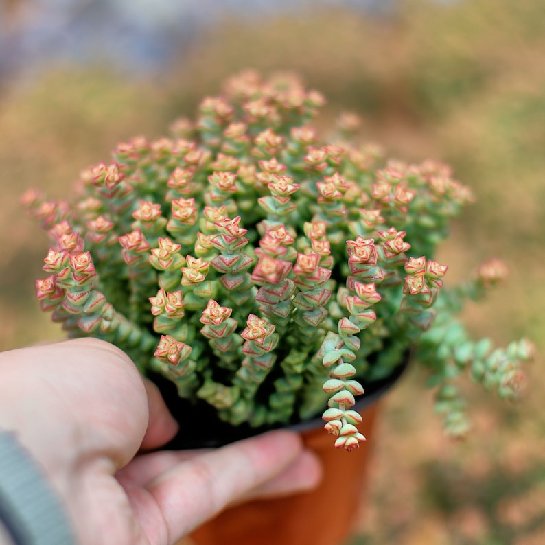 HappyStoreALL Crassula Tom Thumb - Thumbnail 4