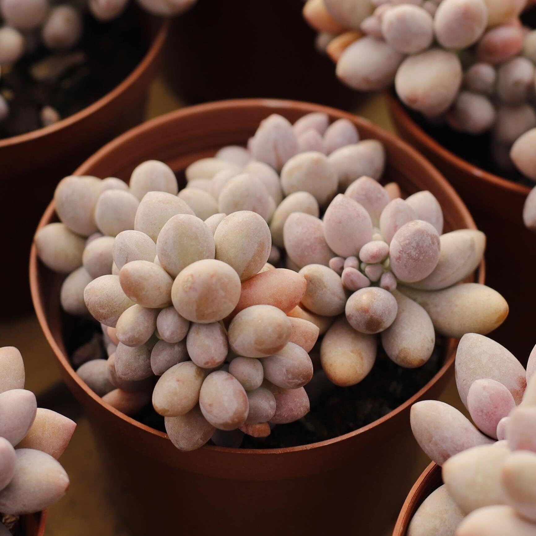 Echeveria Pink Lovers,succulent Plant,succulent Gifts - Etsy