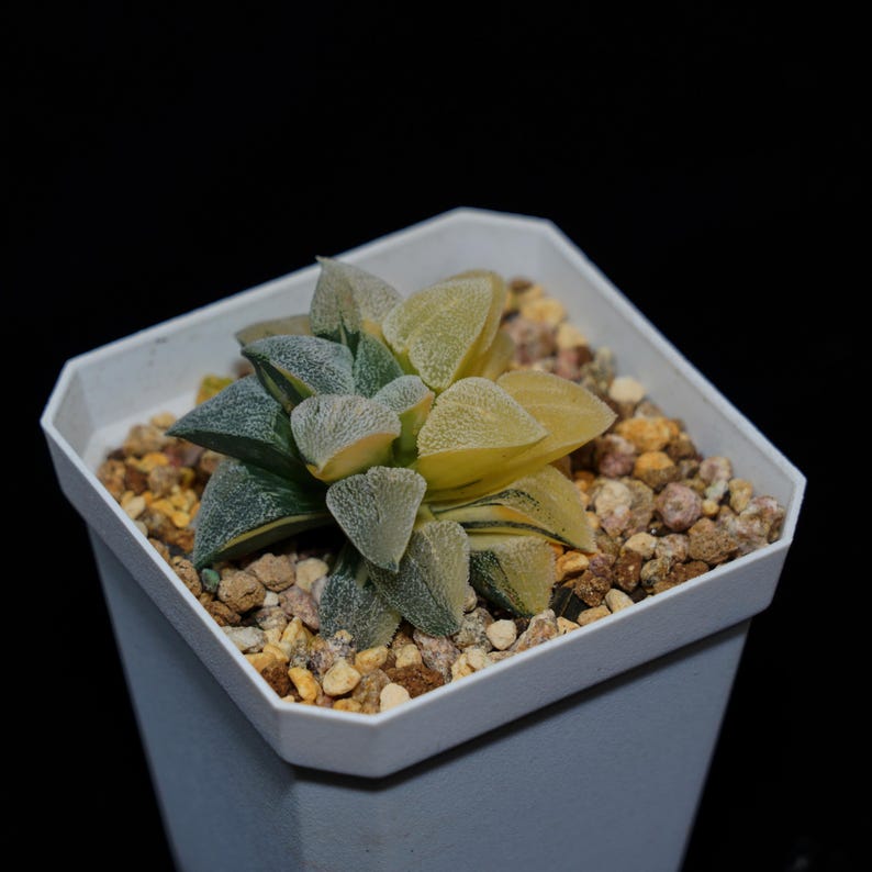 HappyStoreALL Haworthia Pygmaea - Thumbnail 5