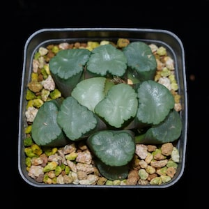 Haworthia Truncata Angle, Succulent Plant,Succulent Gifts