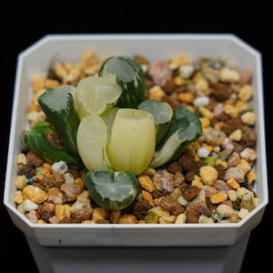 ハオルチア トランケート ホワイト ポーセリン 斑入り、多肉植物、多肉植物ギフト
