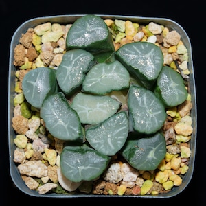 Haworthia Maughanii Fuji, Roślina sukulentna, Prezenty sukulentne