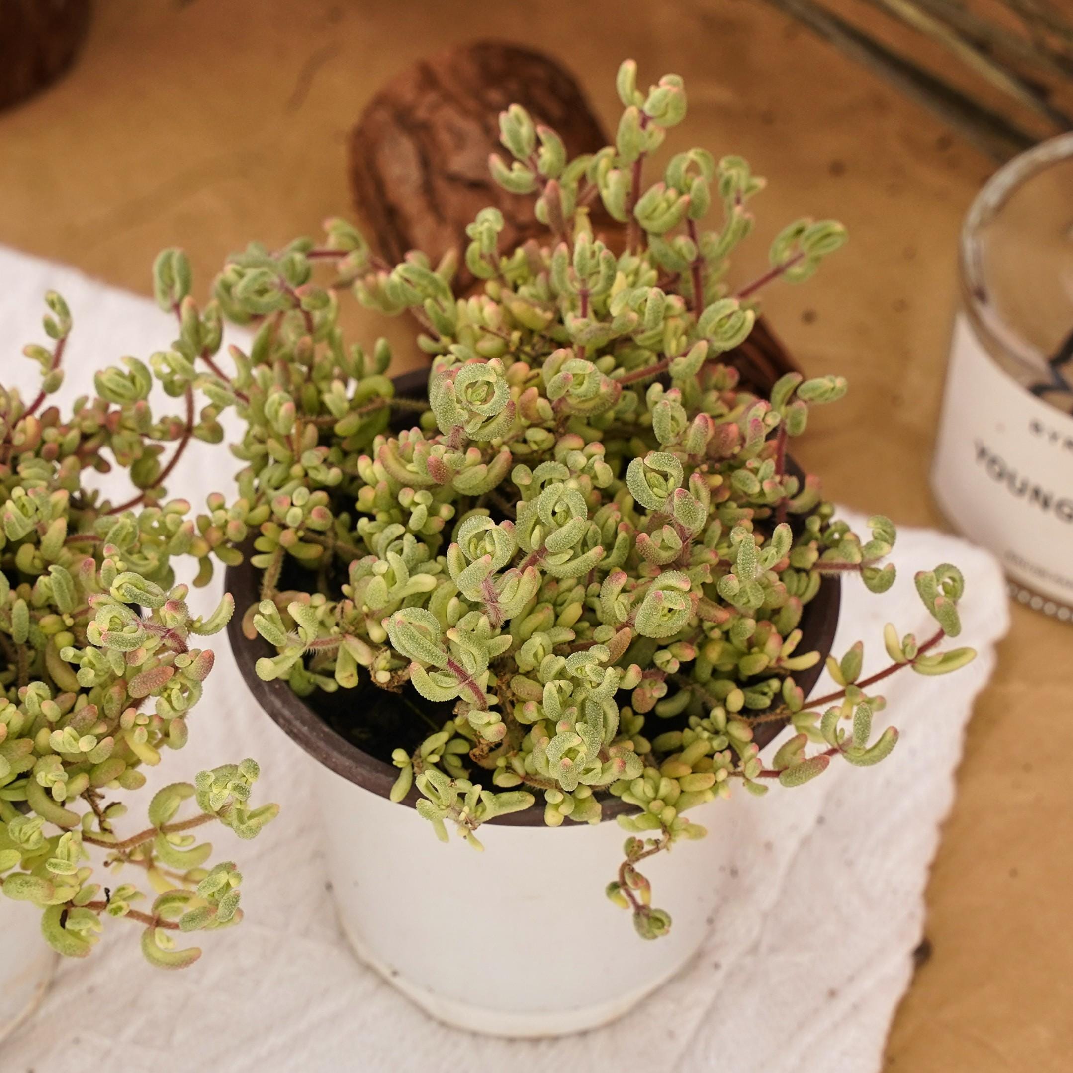 Drosanthemum - Etsy 日本