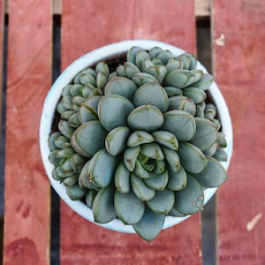 Graptoveria Amethorum, Plante succulente, Cadeaux succulents