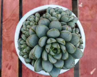 ライブ多肉植物 - レアな多肉植物 - グラプトベリア「アバンギャルド