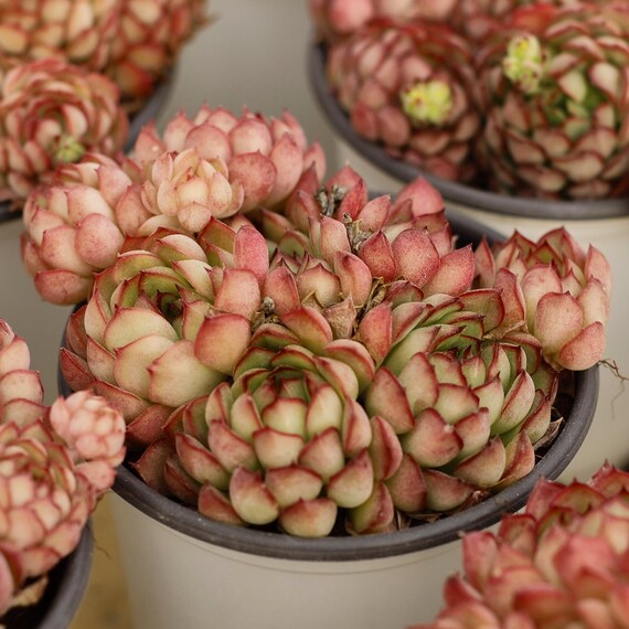 エケベリア ドリームローズ、多肉植物、多肉植物ギフト - Etsy 日本