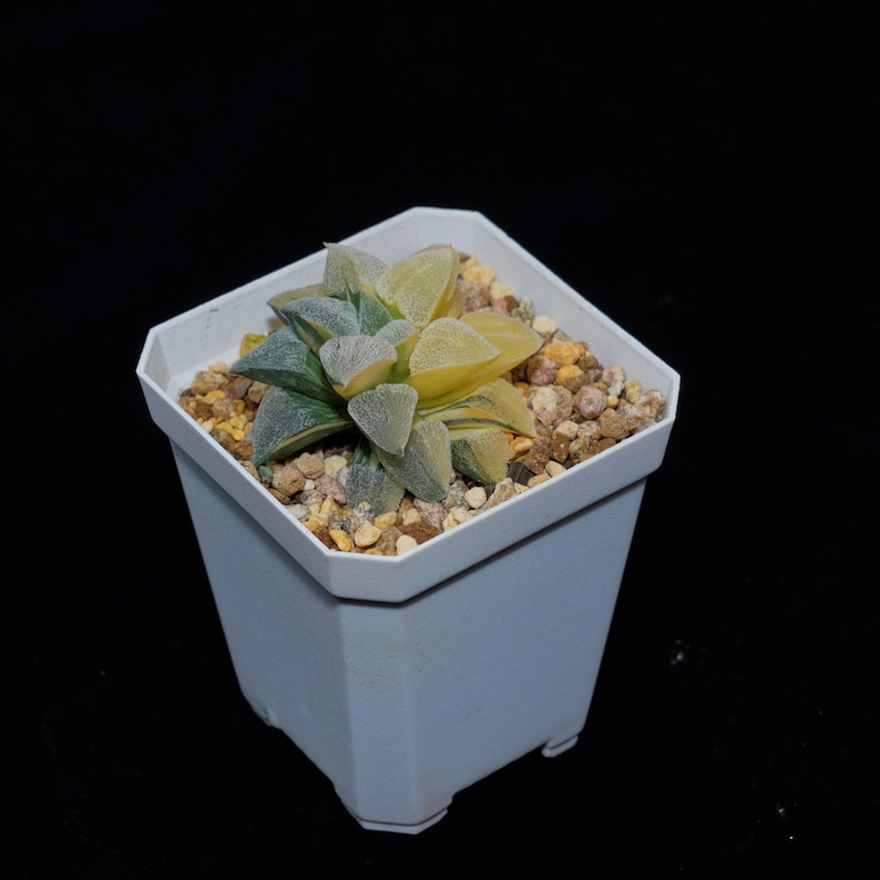 HappyStoreALL Haworthia Pygmaea - Thumbnail 2