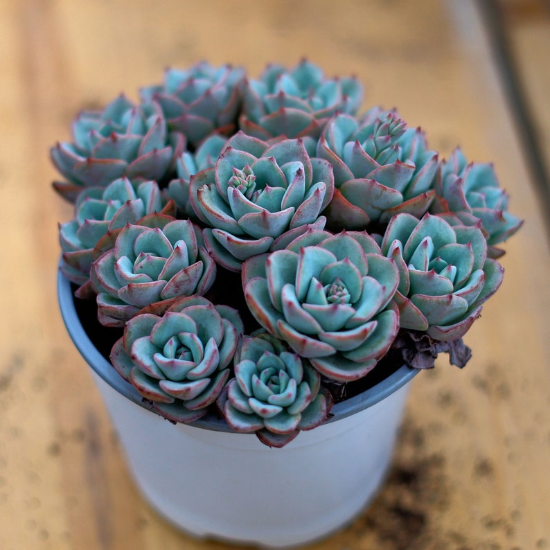 HappyStoreALL Echeveria Atlantis - Thumbnail 2