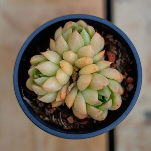 Echeveria Green Water Ghost,Succulent Plant,Succulent Gifts