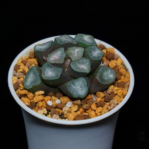 Haworthia Maughanii Green Mountain, Roślina sukulentna, Prezenty sukulentne