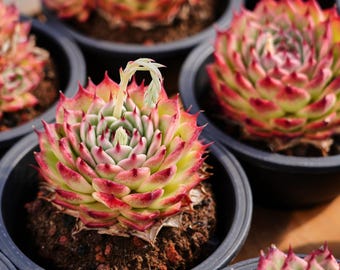 エケベリア トスカネリ、多肉植物、多肉植物ギフト - Etsy 日本