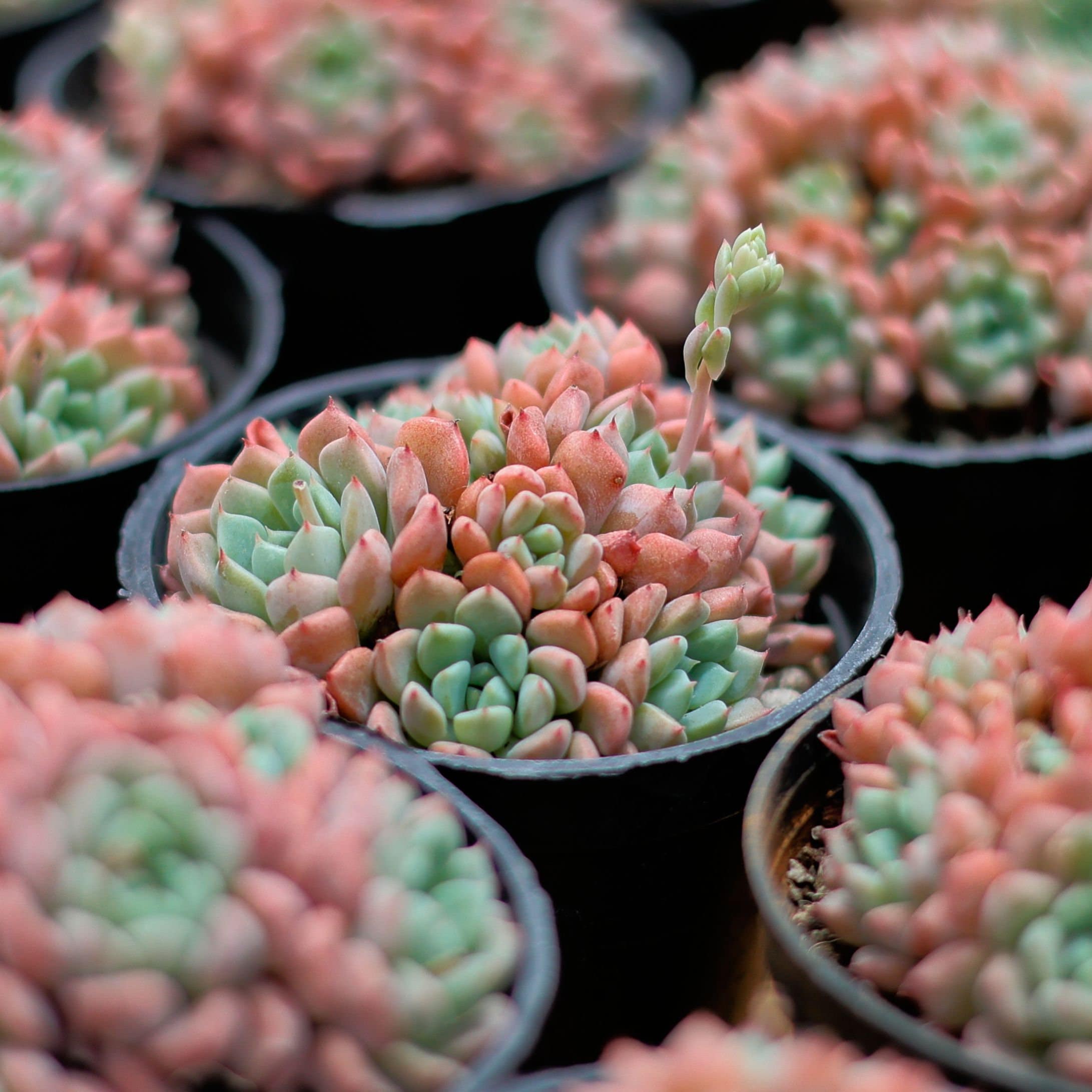 エケベリア キュートバブル、多肉植物、多肉植物ギフト - Etsy 日本