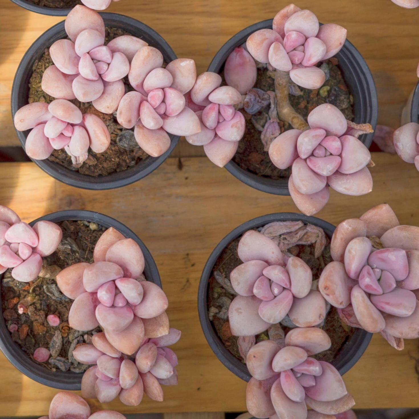 M✧succulent ·͜· ︎︎ᕷ momluvssucculents | My #frontyard colorful #gardenbed of