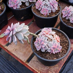 Graptopetalum Purple Delight Variegated,Succulent Plant,Succulent Gifts