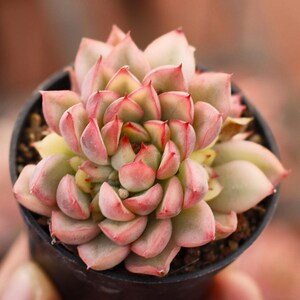 Echeveria Mebina Variegata, Roślina sukulentna, Prezenty sukulentne
