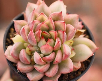 May include: A close-up of a small succulent plant with light green and pink leaves arranged in a rosette shape. The plant is potted in a black plastic pot.