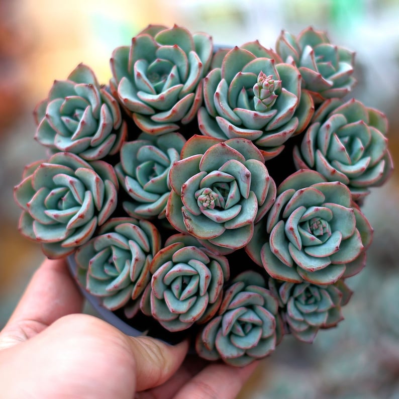 HappyStoreALL Echeveria Atlantis - Thumbnail 3