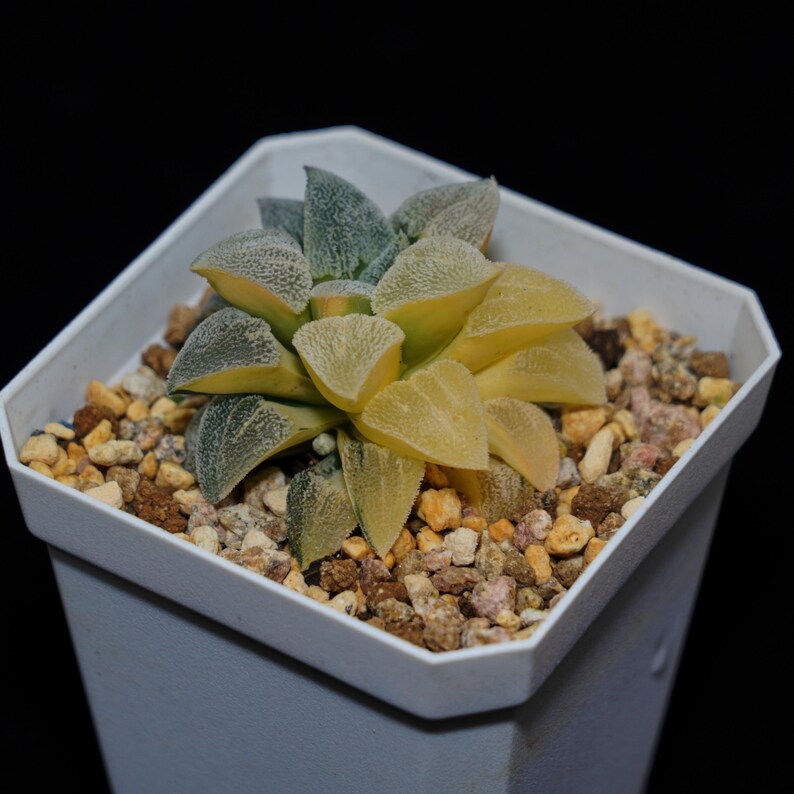 HappyStoreALL Haworthia Pygmaea - Thumbnail 4
