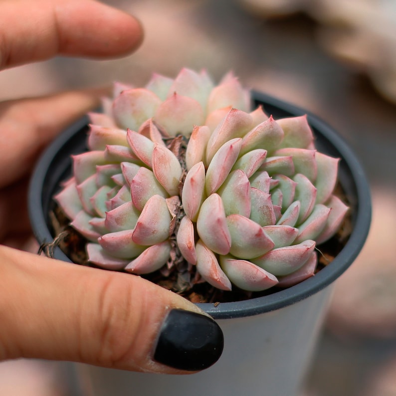 HappyStoreALL Echeveria Desert Rose - Thumbnail 5