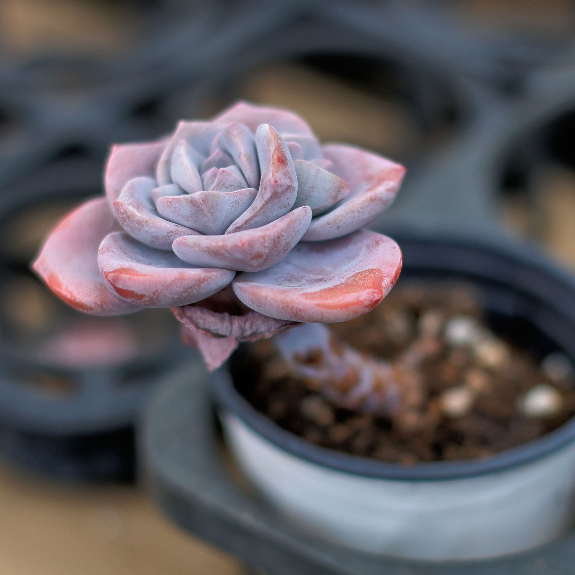 エケベリア サクラ スノー、多肉植物、多肉植物ギフト - Etsy 日本
