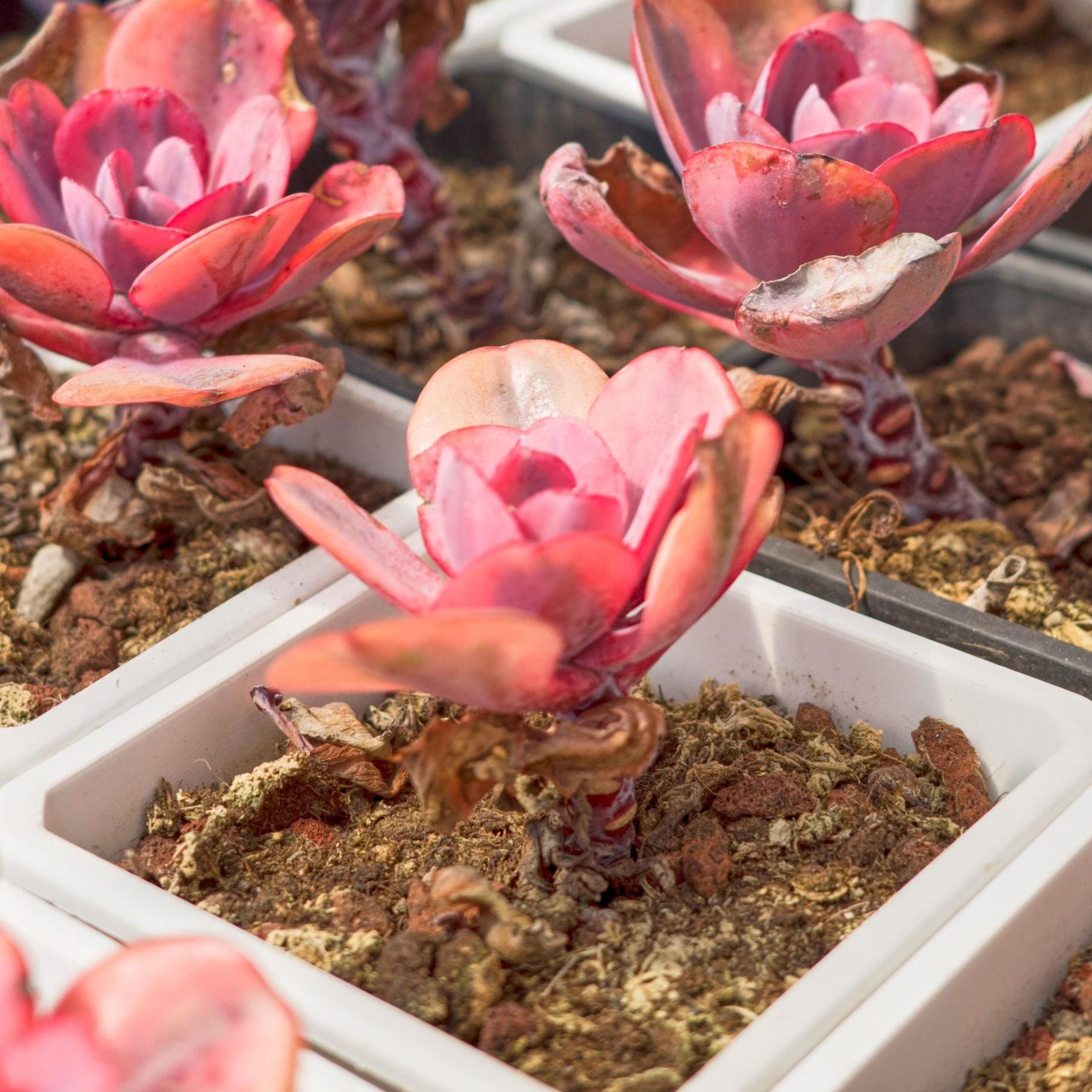 Echeveria Angel Wings,succulent Plant,succulent Gifts - Etsy