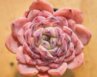 Echeveria WeiXun,Planta Suculenta,Regalos Suculentos