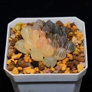 Haworthia Cooperi OM grootbont, vetplant, succulentencadeaus