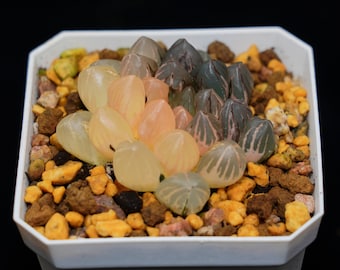 Haworthia Cooperi OM Big Variegated, Succulent Plant,Succulent Gifts