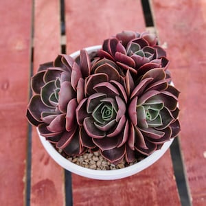 Echeveria Red Hole,Succulent Plant,Succulent Gifts
