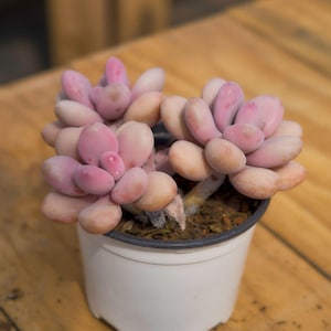 Graptopetalum Amethystinum, Plante succulente, Cadeaux succulents