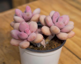 Graptopetalum Amethystinum,Sukkulente Pflanze,Sukkulente Geschenke