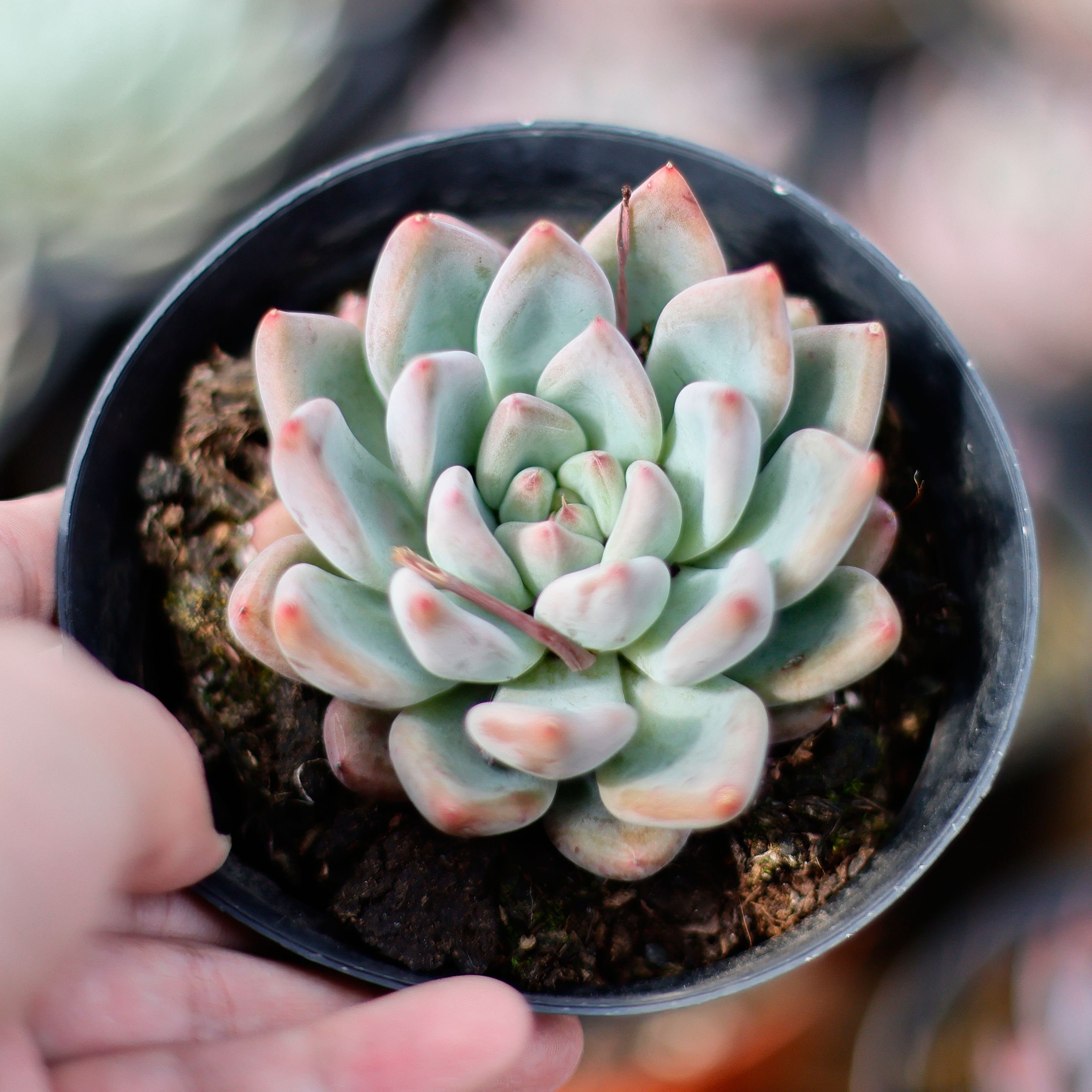 エケベリア ウェディング リング、多肉植物、多肉植物ギフト - Etsy 日本