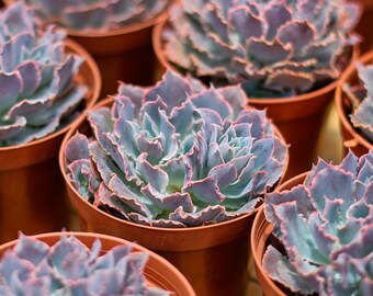 エケベリア シャビアナ トリュフ、多肉植物、多肉植物ギフト - Etsy 日本