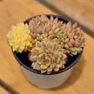 Echeveria Mebina Variegated,Succulent Plant,Succulent Gifts