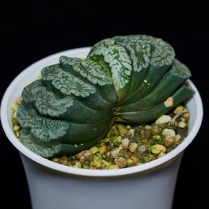 Haworthia Truncata Genbu, Succulent Plant,Succulent Gifts