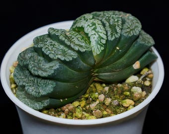 May include: A green and white succulent plant with a unique, wavy, layered shape grows in a white pot.