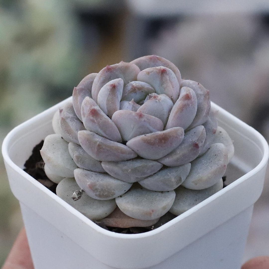 echeveria classic french trnusers サイズ2 Echeveria 'Florence' Crested 2