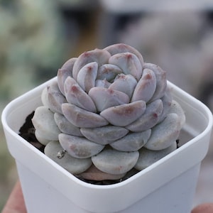 Echeveria Tangxin,Succulent Plant,Succulent Gifts