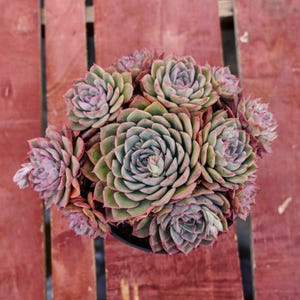 Echeveria Egeria,Succulent Plant,Succulent Gifts