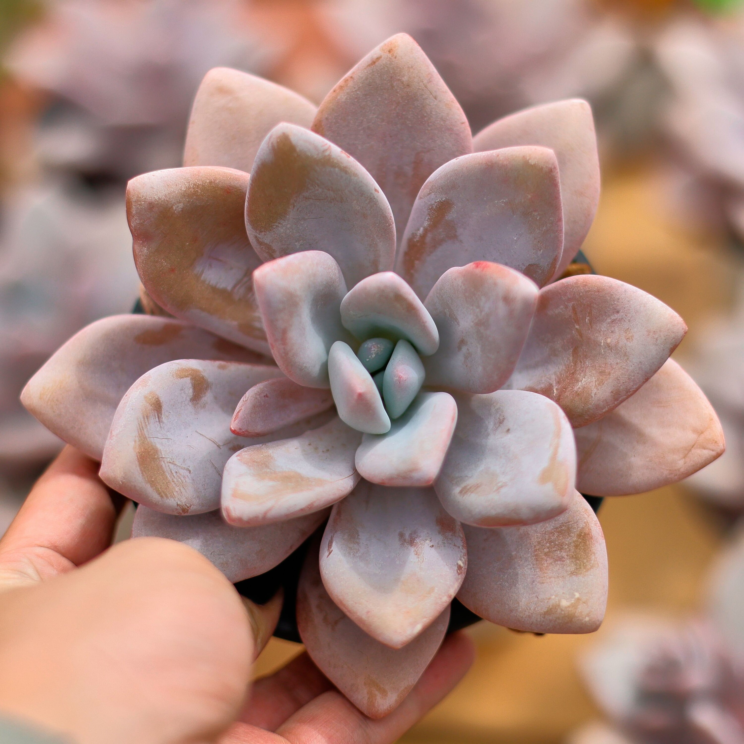 Echeveria Snow Bunny,succulent Plant,succulent Gifts - Etsy