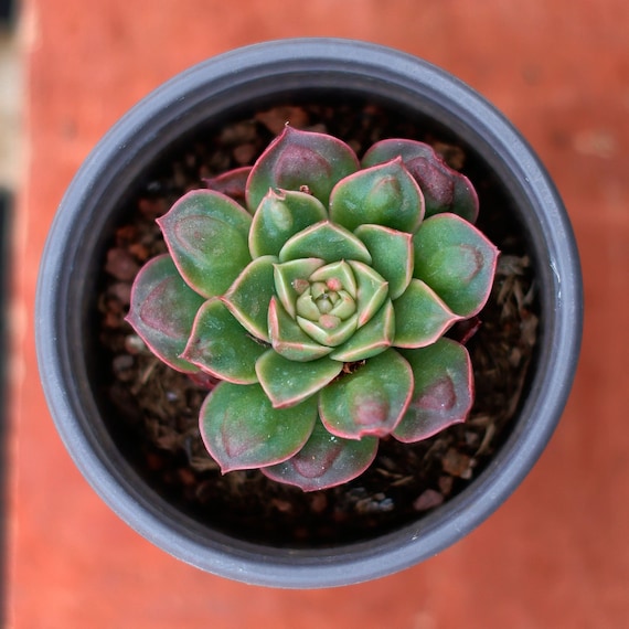 Echeveria Longissima Round Leaf,succulent Plant,succulent Gifts - Etsy  Israel