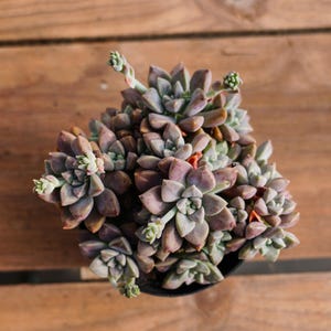 Graptopetalum Purple Haze, Plante succulente, Cadeaux succulents