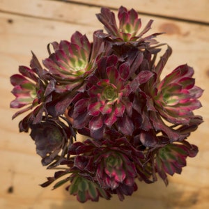 Aeonium Mardi Gras,Succulent Plant,Succulent Gifts