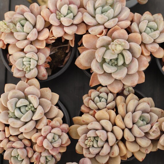Echeveria Spotted Deer,succulent Plant,succulent Gifts - Etsy